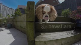 Cavalier King Charles Spaniel in the Sun