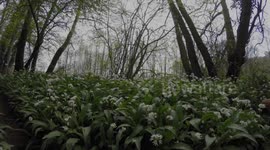Chocolate Cocker Spaniel Playing in Wild Garlic