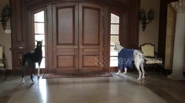 Funny Talking Barking Yawning Great Dane Watch Dogs