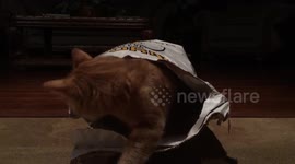 Funny Cat in the Bag gets stalked by sister cat