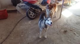 Talking husky language with my husky