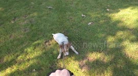 Stubborn Dog Refuses to Continue its Walk