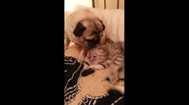 Pugandcat : amore