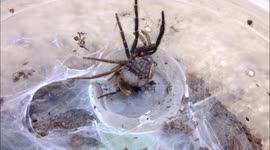 Amazing footage of tarantula moulting skin