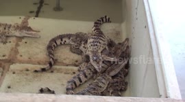young crocodiles