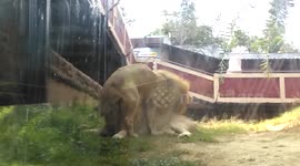 Amusing behaviour by lion at Indonesian zoo