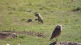 Prairie dogs play fighting (cute) in Badlands National Park