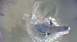 Alligator lunges out of river in attempt to catch heron