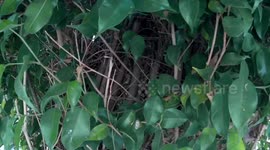 Orphaned, unweaned kittens rescued from tree house nest after mother disappeared
