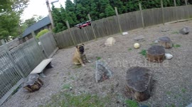 How to feed your dog using a drone