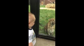 Brave toddler stands up to Leopard at zoo