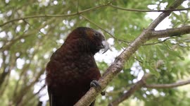 Yawning kaka (native New Zealand parrot)