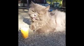 Cat eats ice cream and gets brain freeze