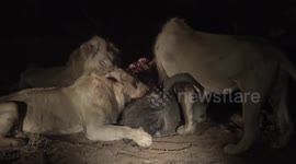 3 Lion Prides, Hyenas and Jackals fight over Buffalo Kill ! Kruger National Park.