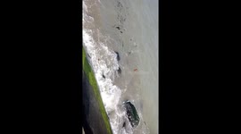 Beached dolphin rescued by residents in the Philippines