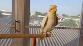 Clever pet cockatiel talks to owner's hand at home in Thailand