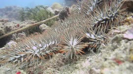 Starfish: Close up of Crown of Thorns Starfish attacking underwater camera on coral reef in the Philippines
