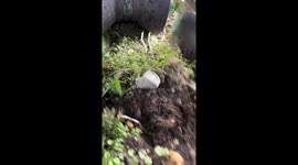 Satisfying Potato Harvesting