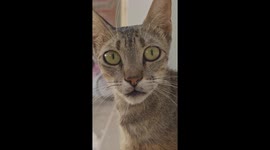 Greece Street Cat Looking into the Camera Filmed in Vertical