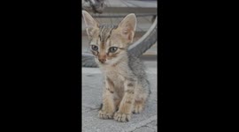 Greece Street kitten Looking into the Camera Filmed in Vertical