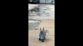 Little Dog Dresses for the Weather