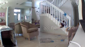 My Dog Is Stuck In The Staircase Again