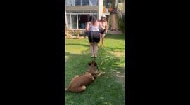Retired Police Dog Jumps Rope In Spare Time