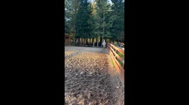 Llamas go viral in bounce mode—Adele, Liisu and Bella delight 13 million TikTok viewers