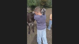 The Best Donkey Hug