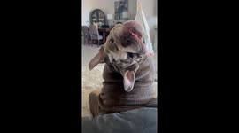 Bulldog Puppy Smiles With Lower Teeth