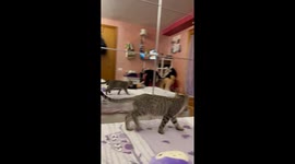 Kitten Tries to Pounce on Its Own Reflection