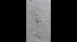 Sunset Serenade: A Starfish's Gentle Glide on Gili Air