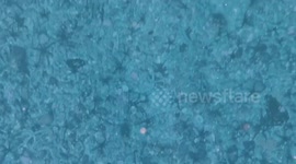 Carpet of Brittle Star filmed on the East Coast of the Isle of Man.