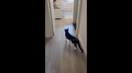 Jealous Kitty