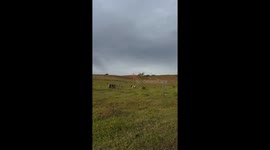 Naughty Dog Chased Off By Cow