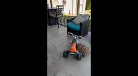 Sulcata Tortoise Shoves Tricycle