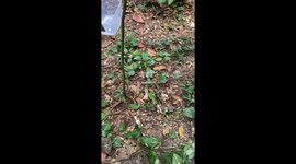 Snake Slithers a Bit Too Close for Comfort