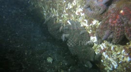 Vanishing Giants: Sunflower Sea Stars of Puget Sound Before the Devastation
