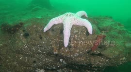 A giant pink sea star brings color and diversity to this Puget Sound dive site