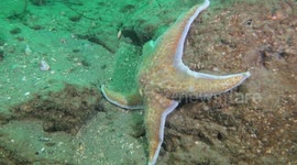 A leather sea star brings color and diversity to this dive site