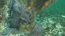 Underwater Wonders: Discover the Purple Sea Stars of Redondo Beach