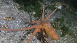 A Pacific Red Octopus's Enchanting Dance Captured on Film