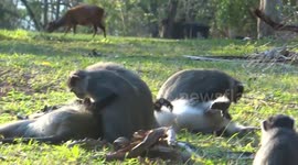 Samango monkeys grooming on our safari from Durban to Hluhluwe Imfolozi game reserve, South Africa