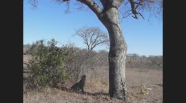 Leopard jumps into a marula tree during our Safari with Tim Brown in South Africa