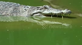 Estuarine Crocodiles at a farm in Sarawak, Malaysia jumping for meat