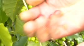 China: Yunnan coffee brews up success in export markets