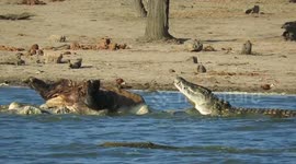 Massive crocodile showcases feeding prowess as it eats hippo carcass
