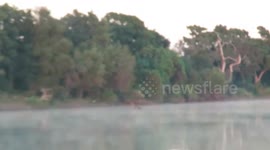 Antelope escapes death by wild dog only to leap into jaws of crocodile
