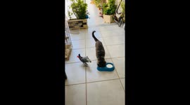 Persistent parrot playfully teases cat in Libya