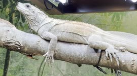 Kiko the sailfin lizard, one of the newest arrivals in the Tropical House at Banham Zoo!